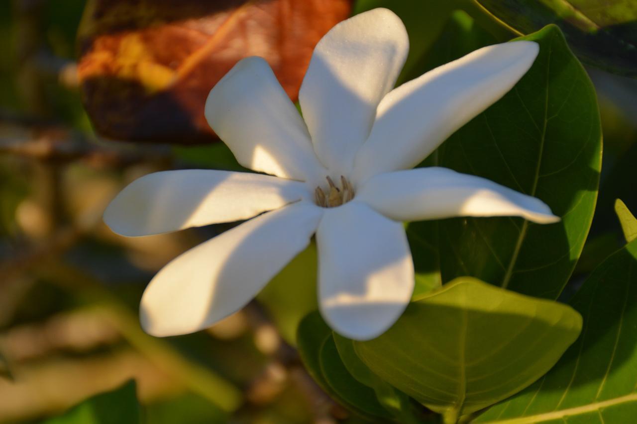 Afareaitu Te Ora Hau Ecolodge מראה חיצוני תמונה