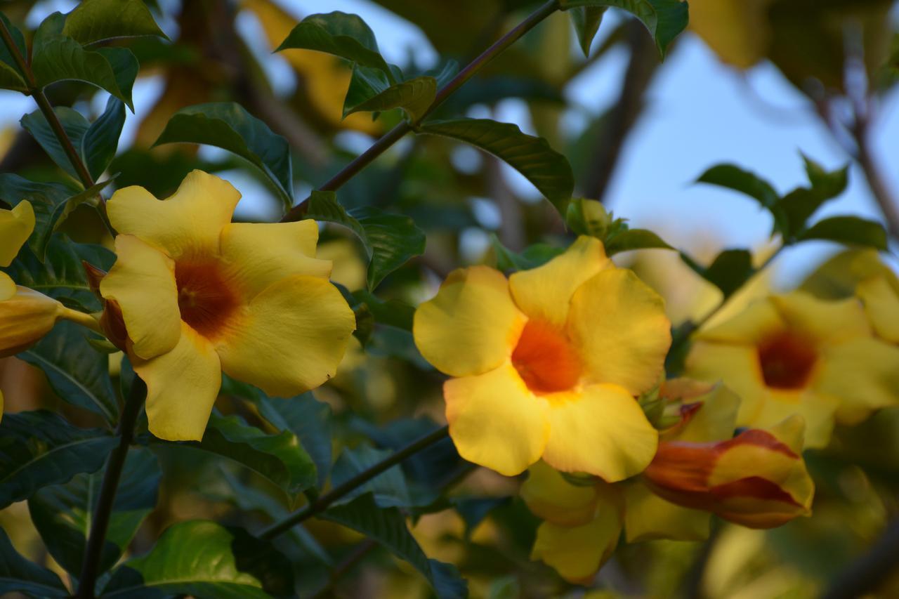 Afareaitu Te Ora Hau Ecolodge מראה חיצוני תמונה